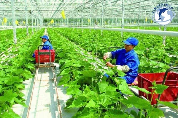 Việc làm nông nghiệp tại Nhật Bản 