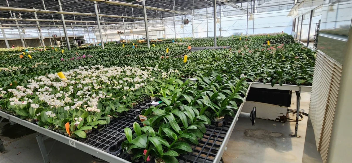 CEMA tuyển nữ nông nghiệp trồng lan